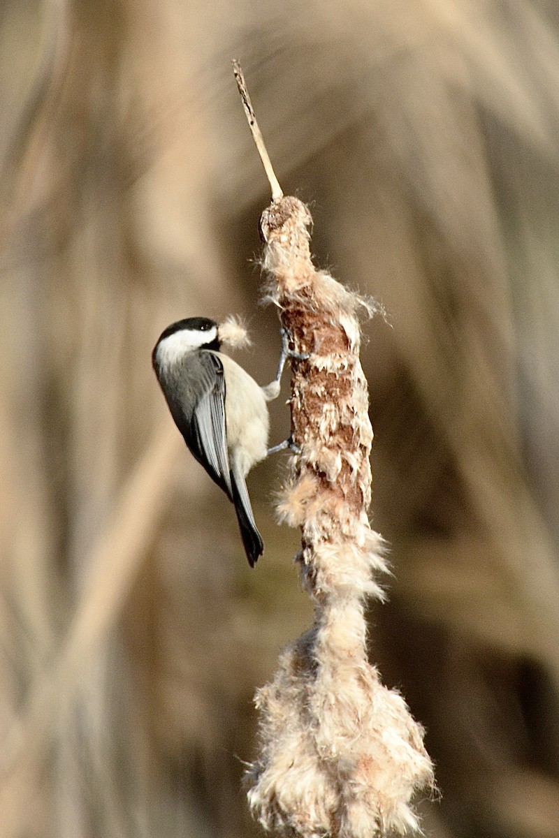 Carolina Chickadee - ML612490268