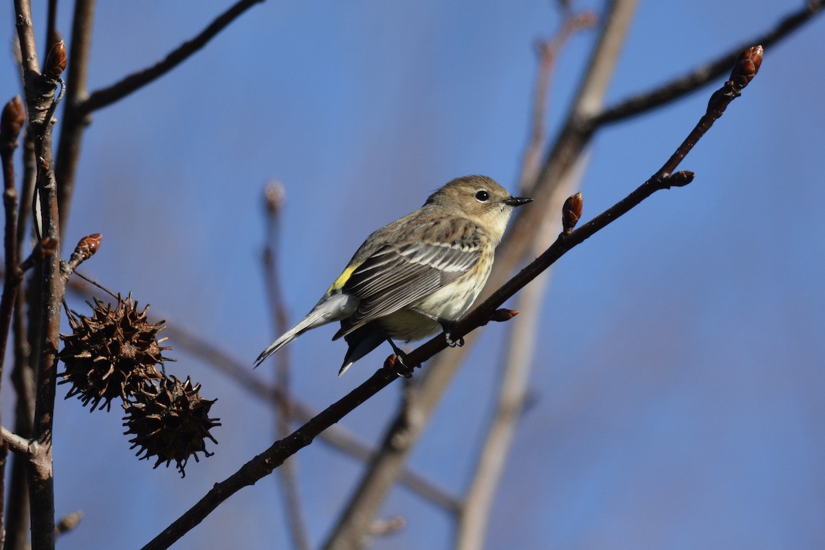 Yellow-rumped Warbler - ML612490271