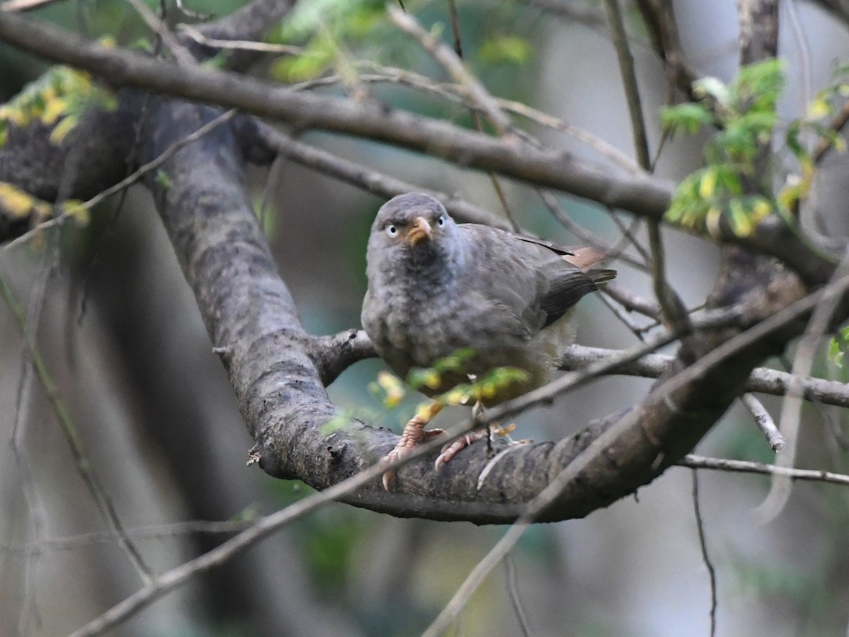 Jungle Babbler - ML612490278