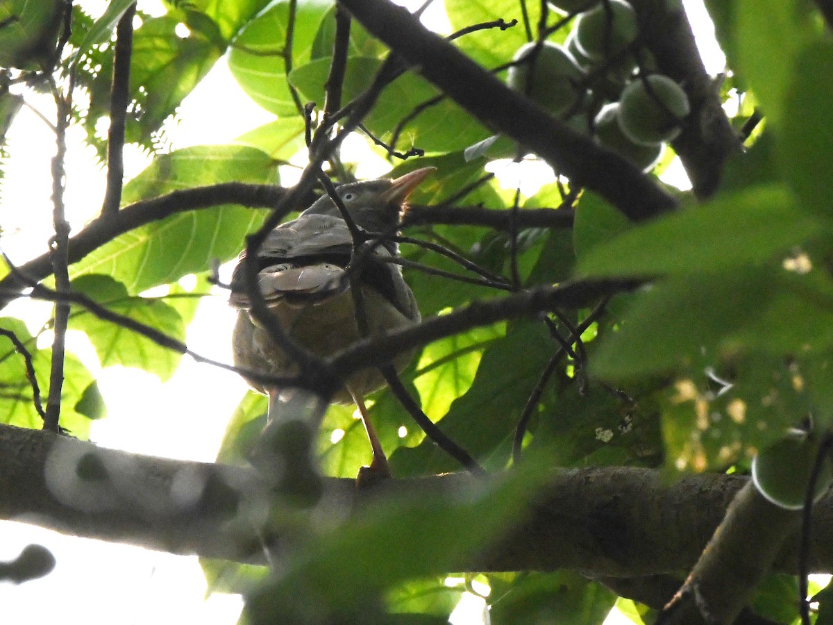 Jungle Babbler - ML612490279