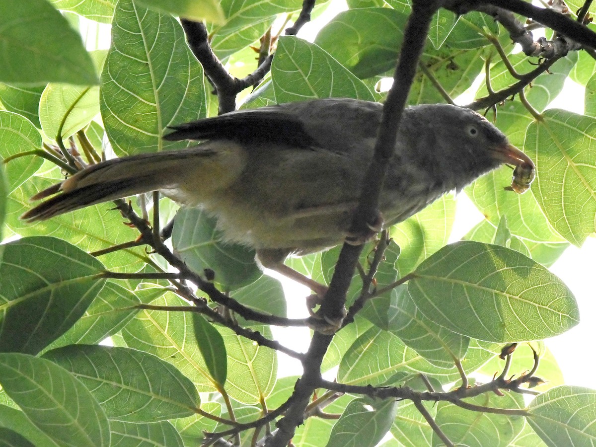 Jungle Babbler - ML612490280