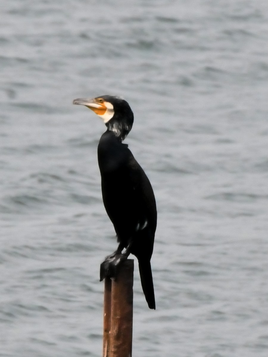 Cormorano - ML612490416
