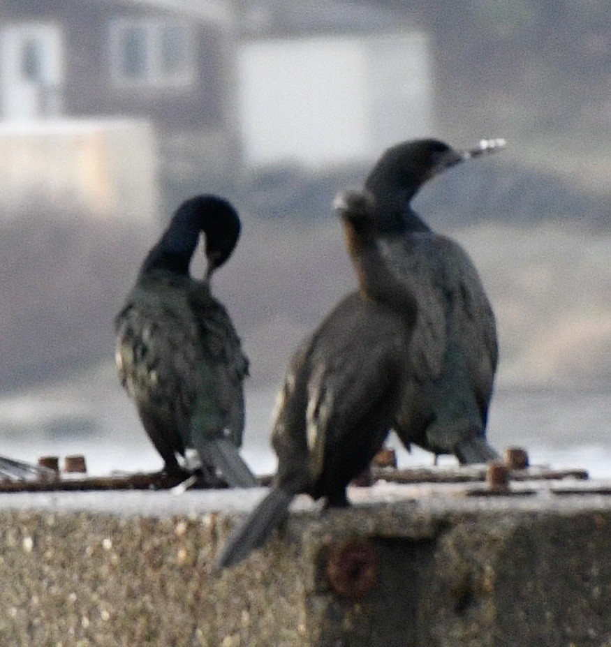 Brandt's Cormorant - John/Linda Mendoza