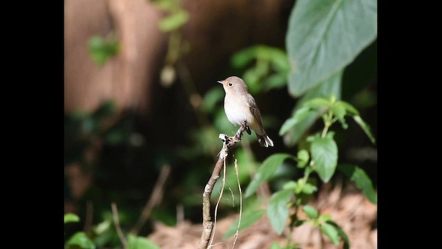 Kashmir Flycatcher - ML612490586