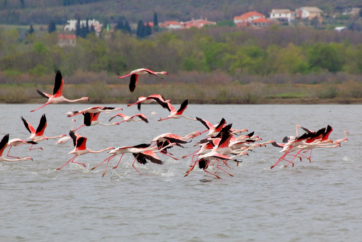 Greater Flamingo - ML612490607