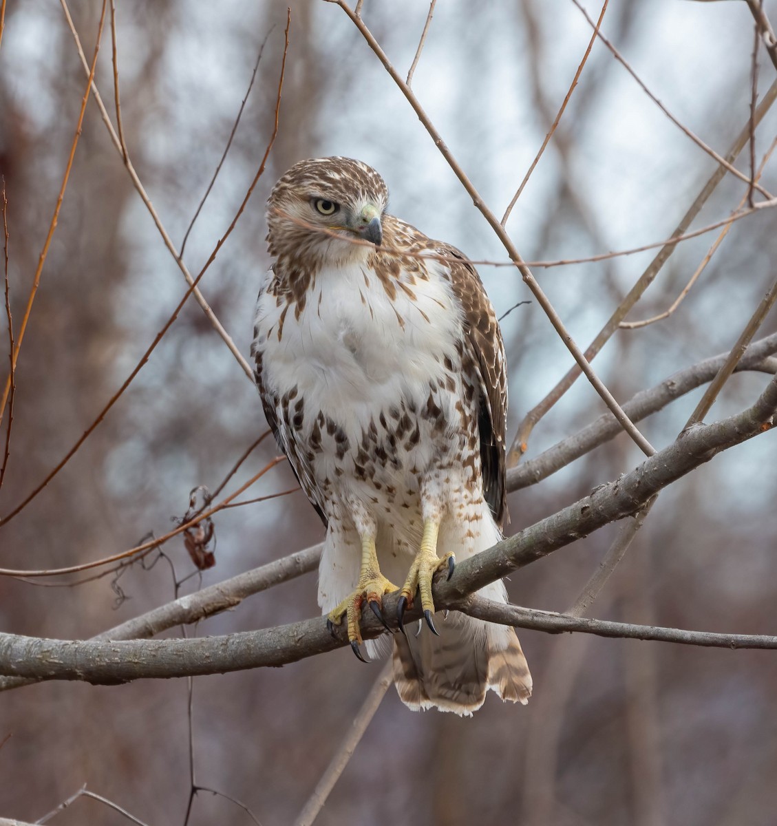 Red-tailed Hawk - ML612490737