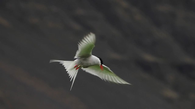 Arctic Tern - ML612490769