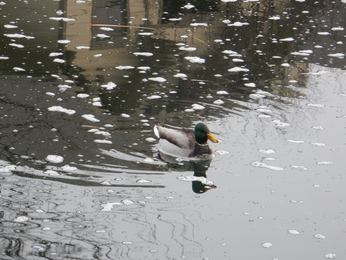 Canard colvert - ML612490791