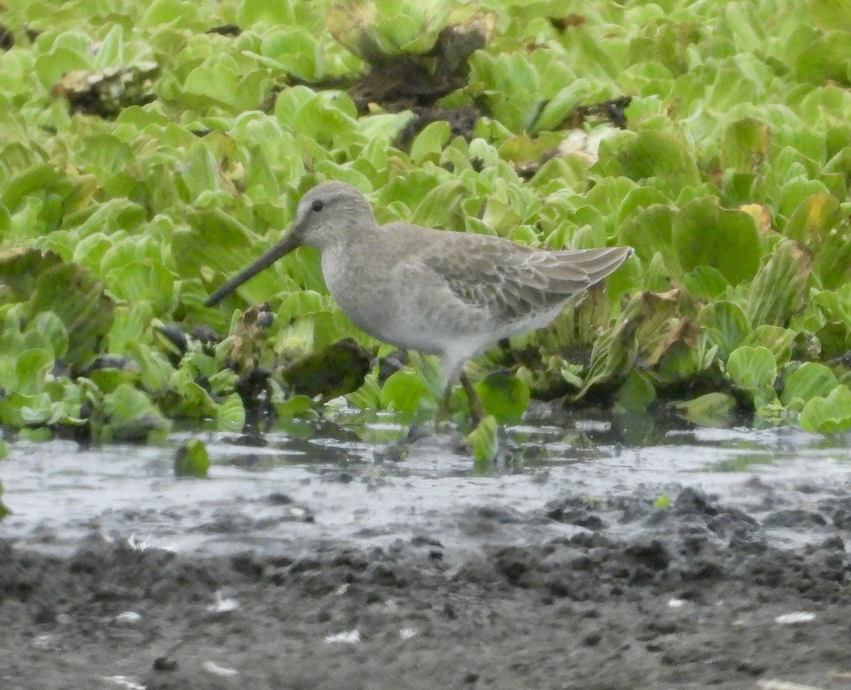 Short-billed Dowitcher - ML612490812