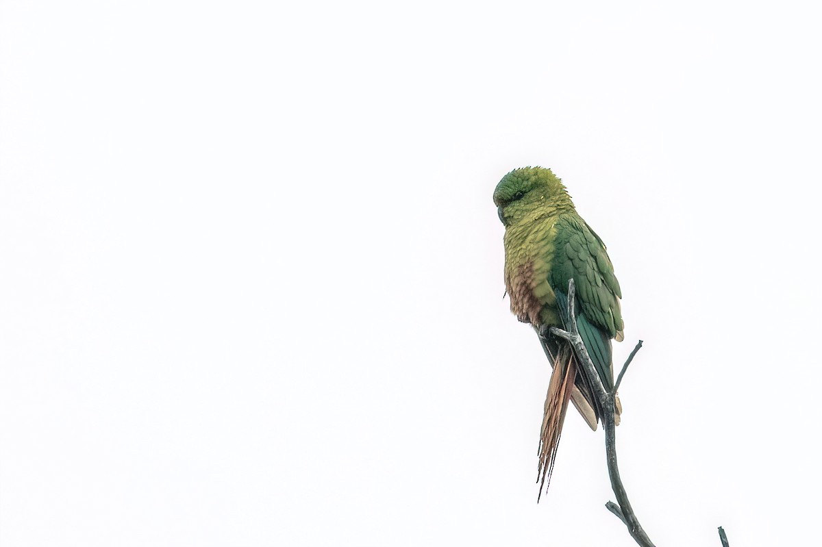 Conure magellanique - ML612490856