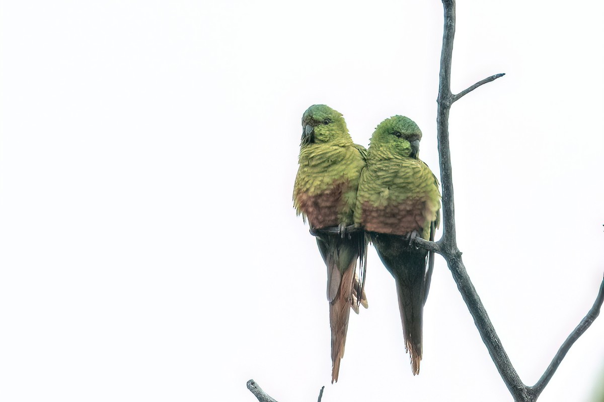 Conure magellanique - ML612490857