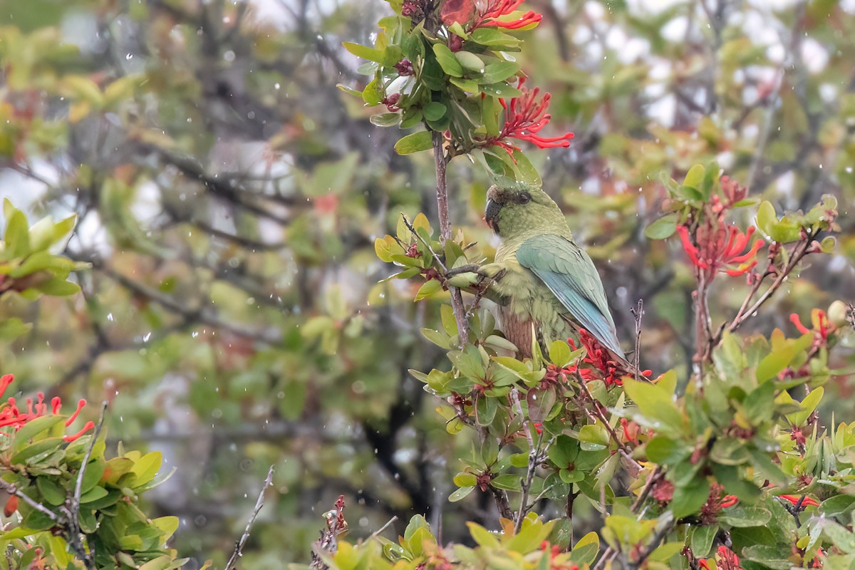 Conure magellanique - ML612490858