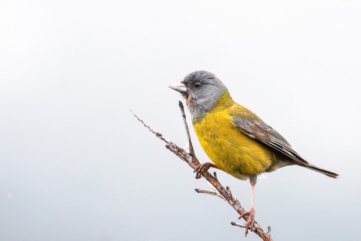 Gray-hooded Sierra Finch - Marcos Eugênio Birding Guide