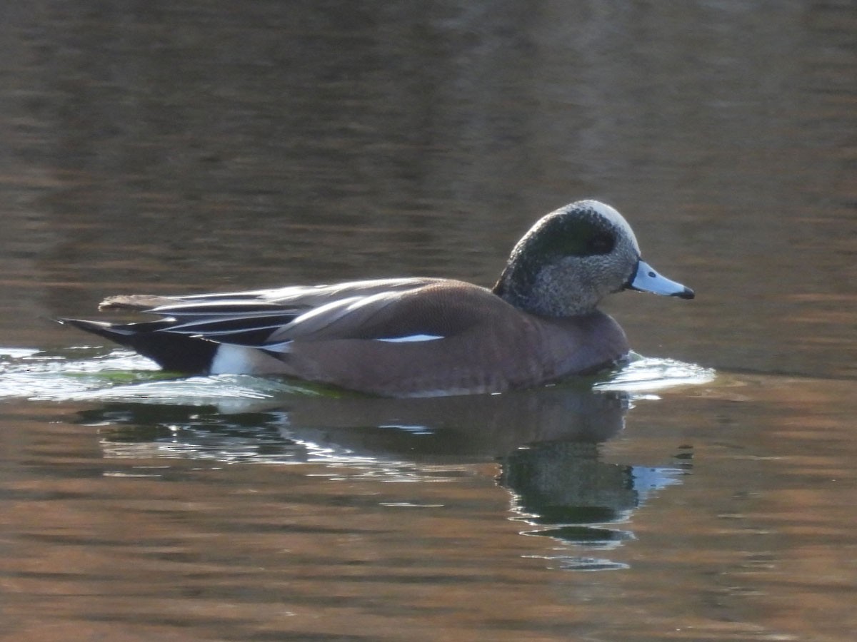 American Wigeon - ML612490911