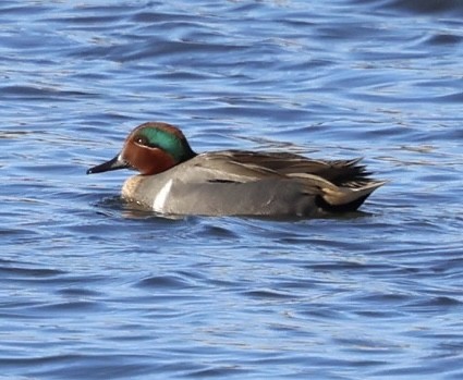 Green-winged Teal - ML612490943