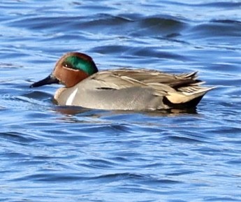 Green-winged Teal - ML612490944