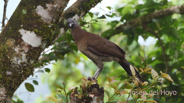 Ortalide à tête grise - ML612491072