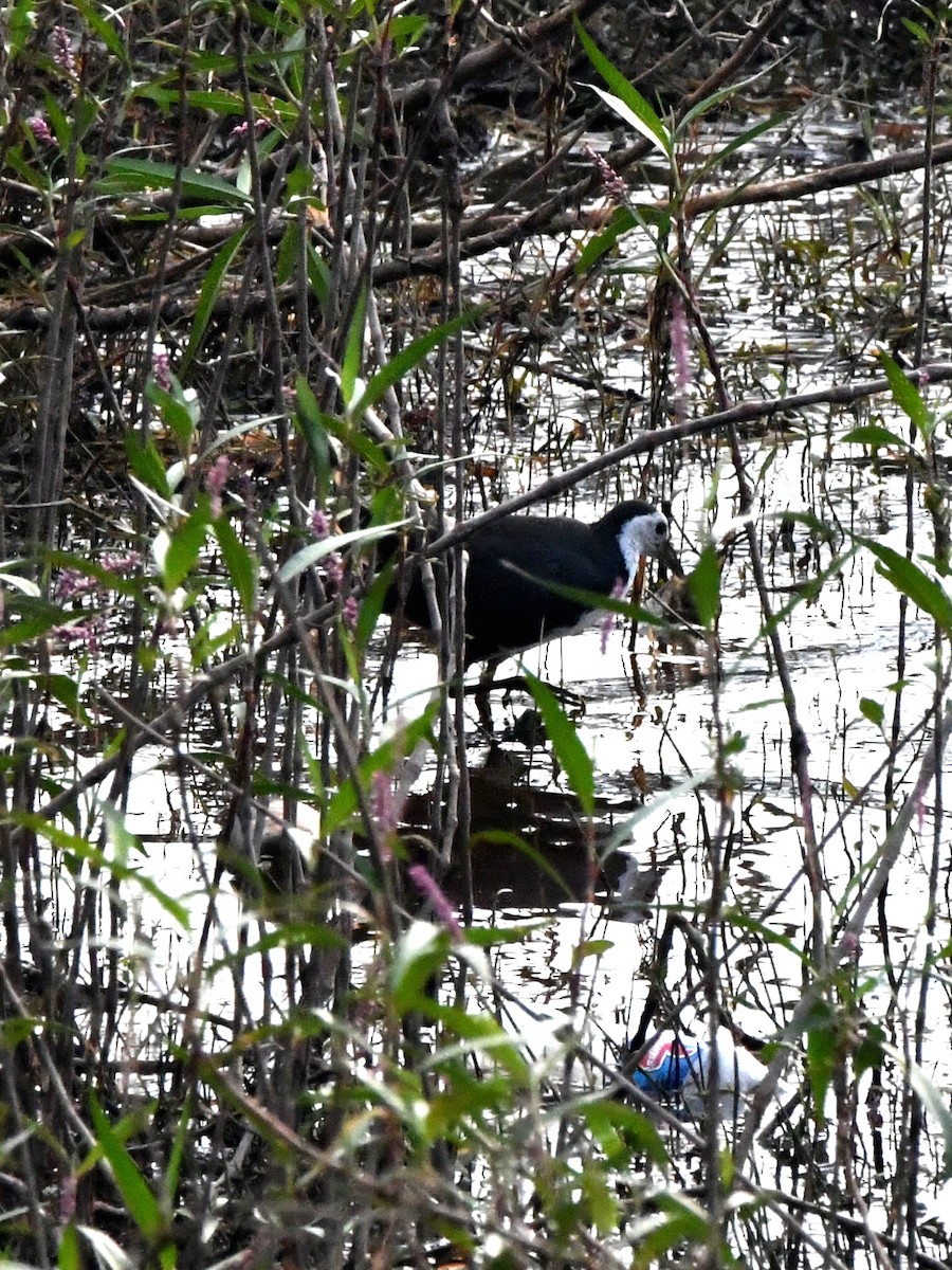 White-breasted Waterhen - ML612491139