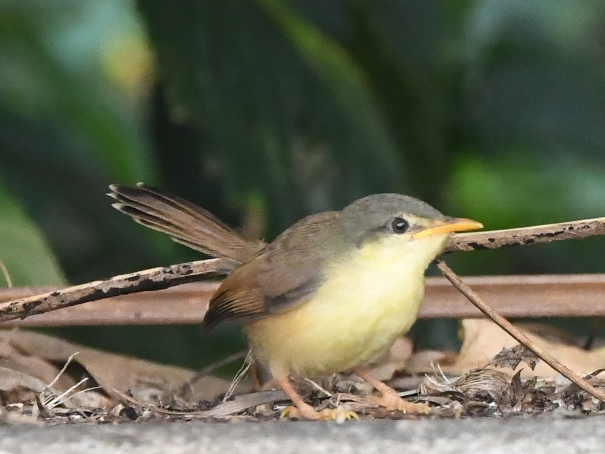 Ashy Prinia - ML612491155