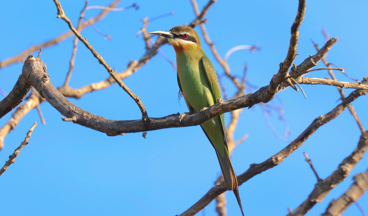 Madagascar Bee-eater - ML612491222