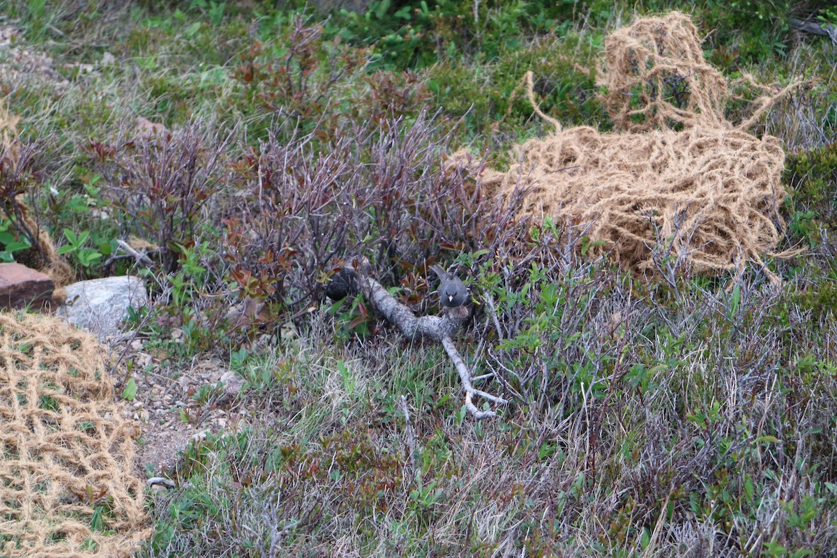 Dark-eyed Junco - ML612491227