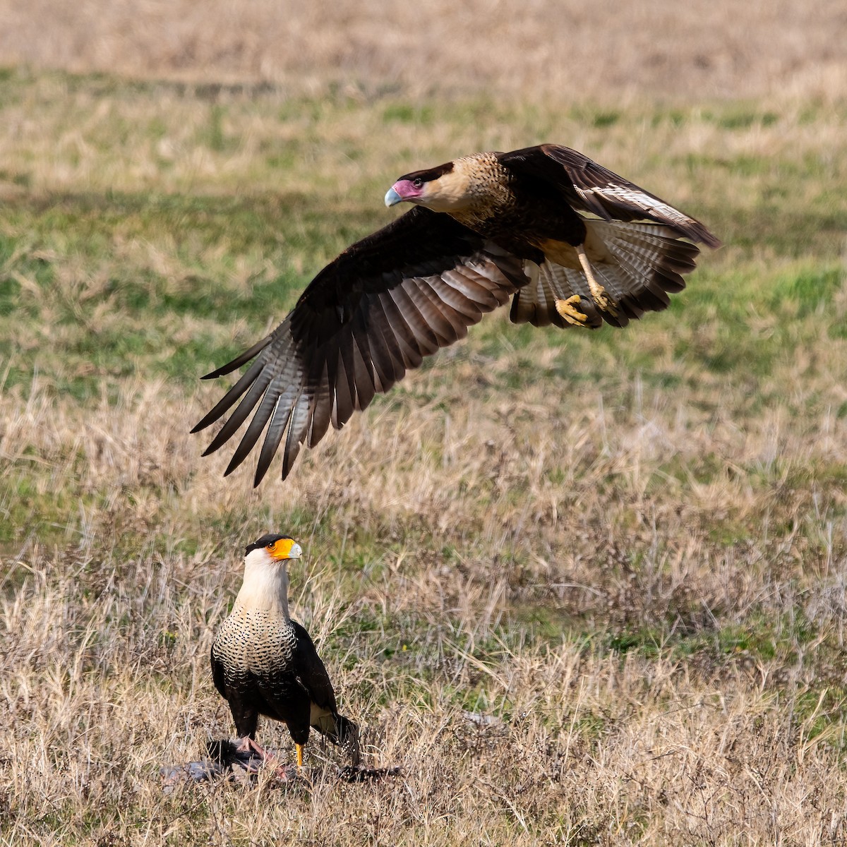 Crested Caracara - ML612491252