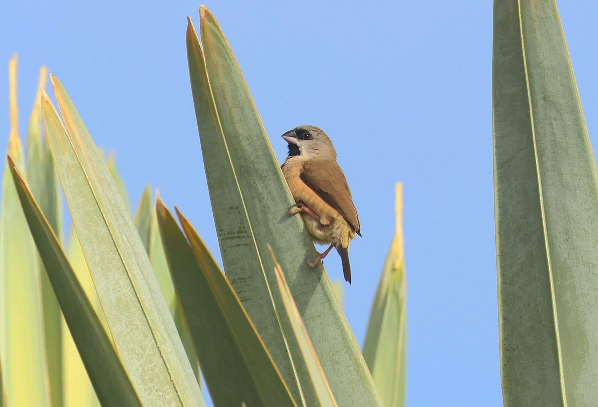 Capucin de Madagascar - ML612491271