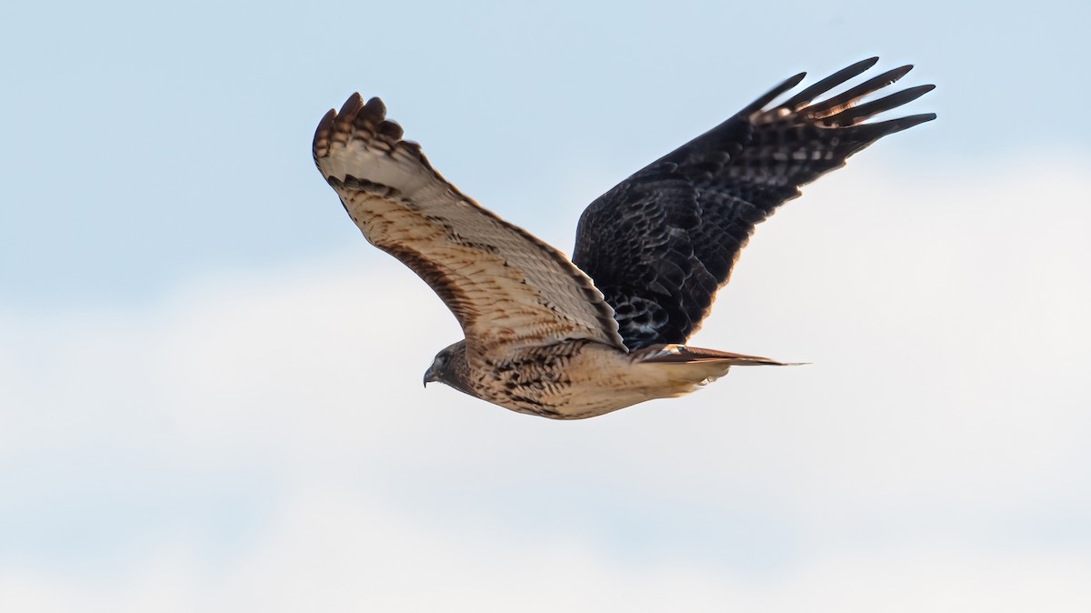 Red-tailed Hawk - ML612491275