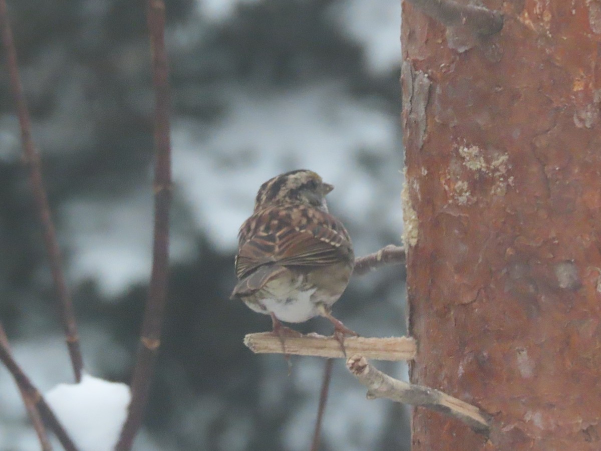 White-throated Sparrow - ML612491314