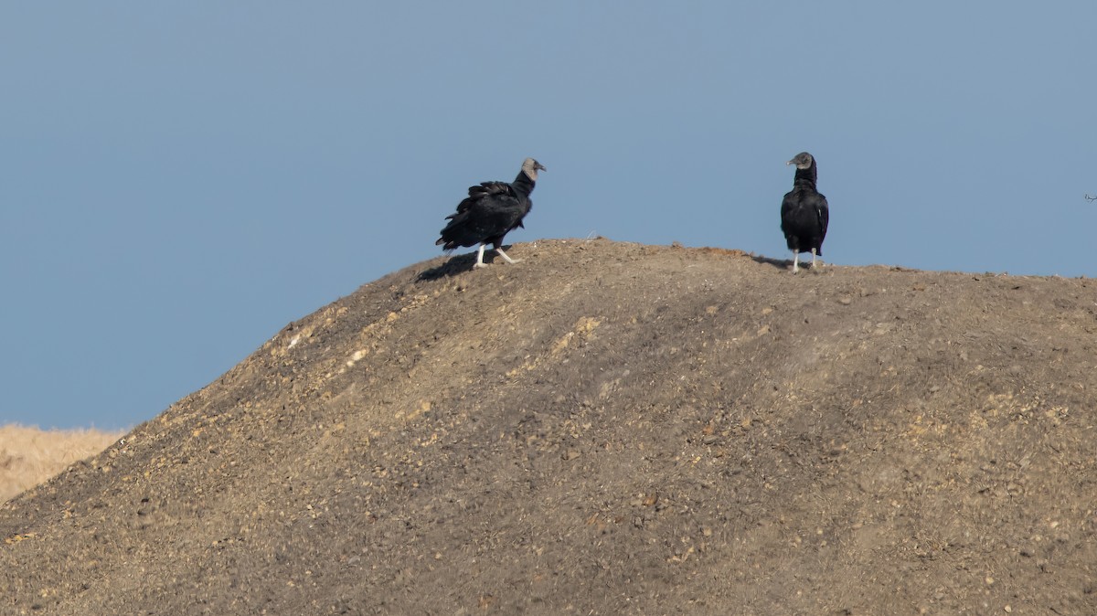 Black Vulture - ML612491342