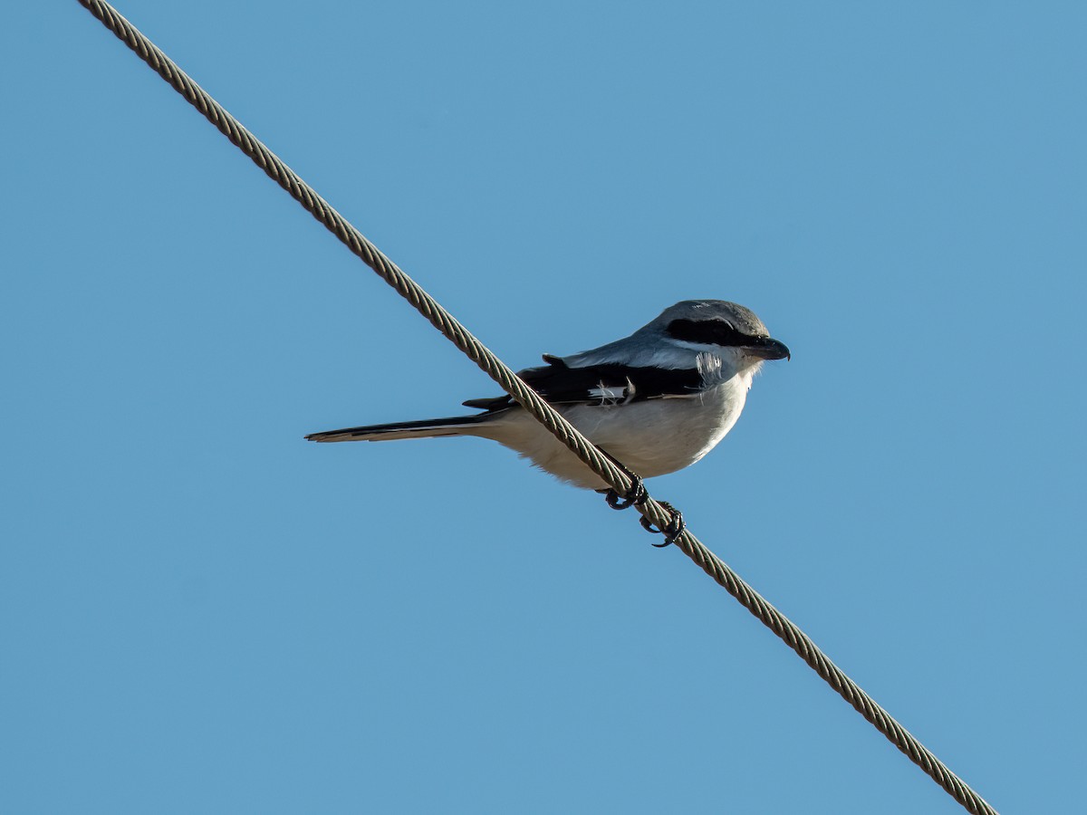 Loggerhead Shrike - ML612491347