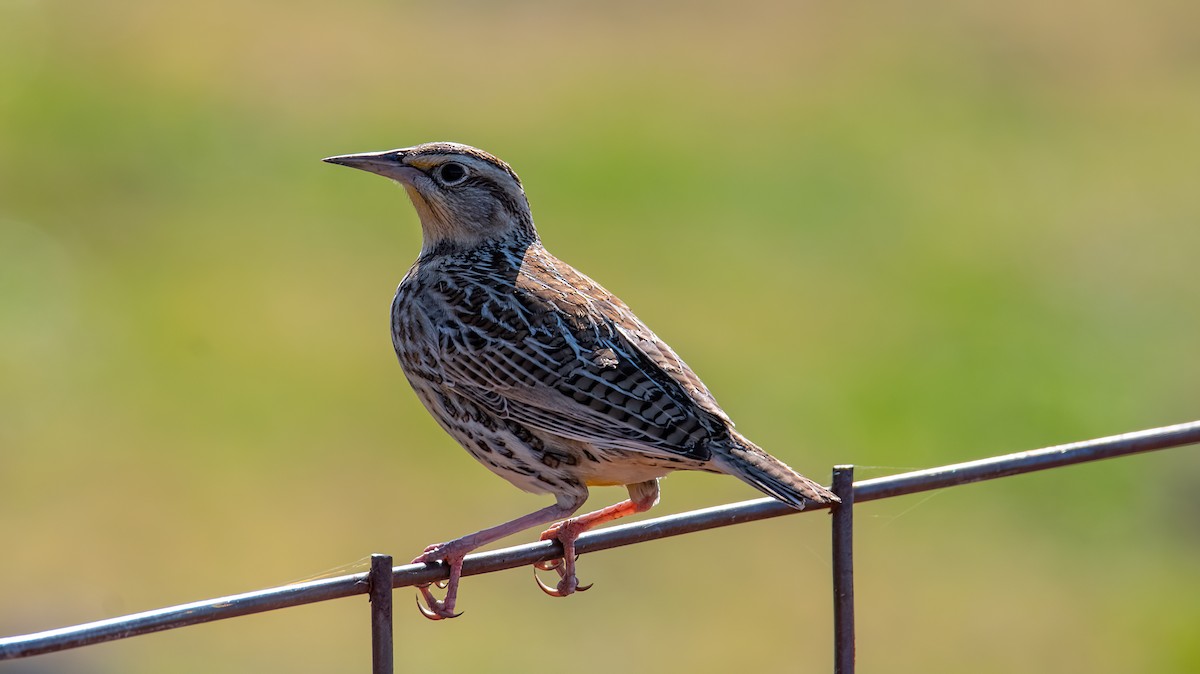 Western/Eastern Meadowlark - ML612491404