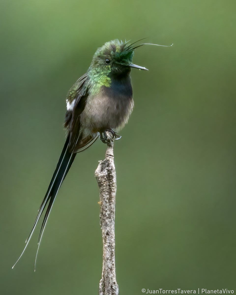 Wire-crested Thorntail - ML612491507