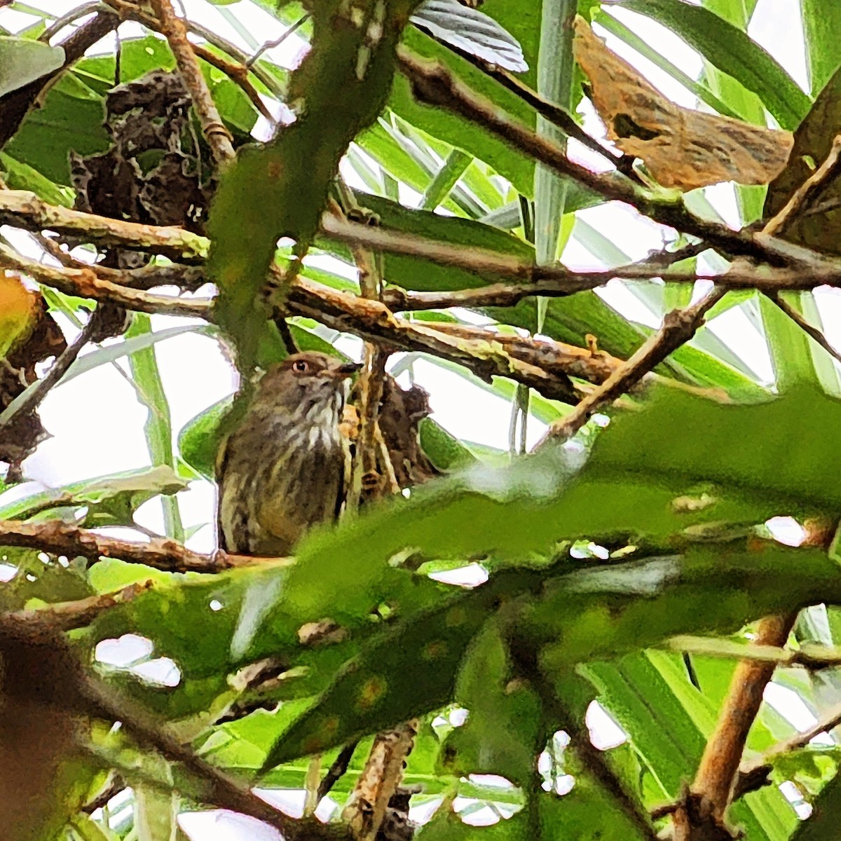 Scale-crested Pygmy-Tyrant - ML612491630