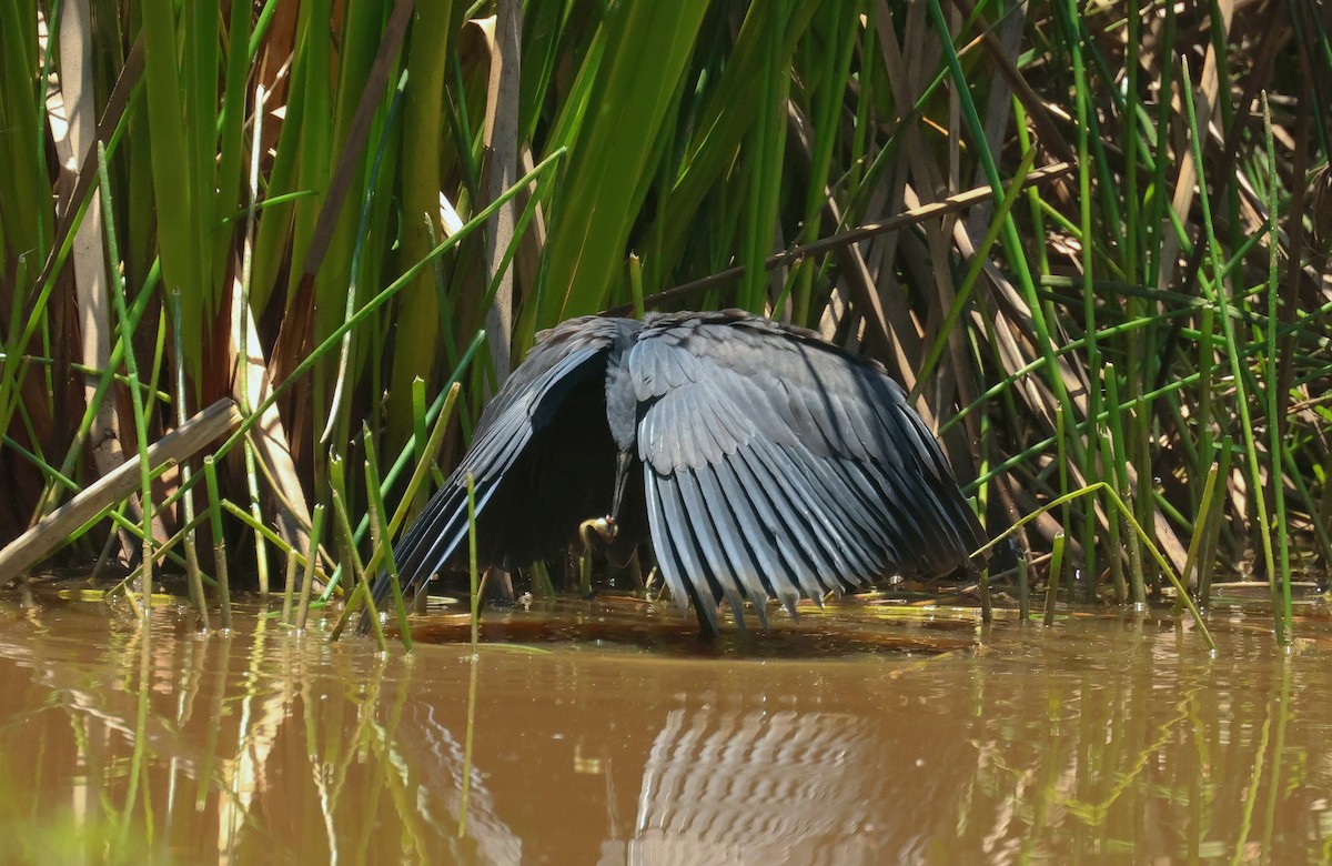 Black Heron - ML612491712