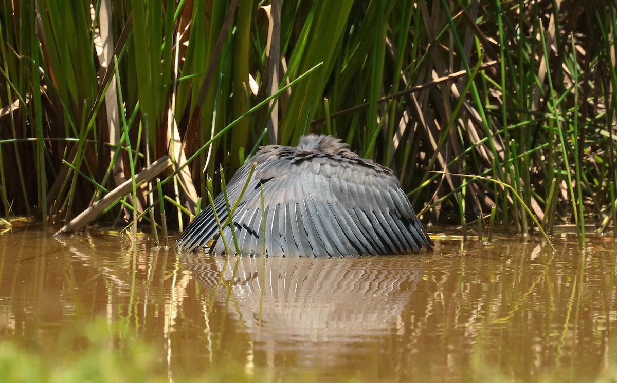 Black Heron - P Vercruysse