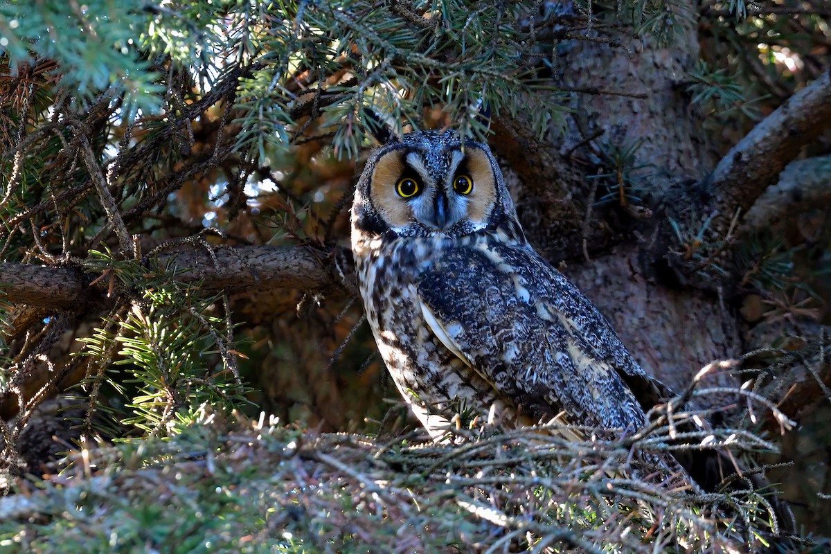 Long-eared Owl - Sylvain Lapointe