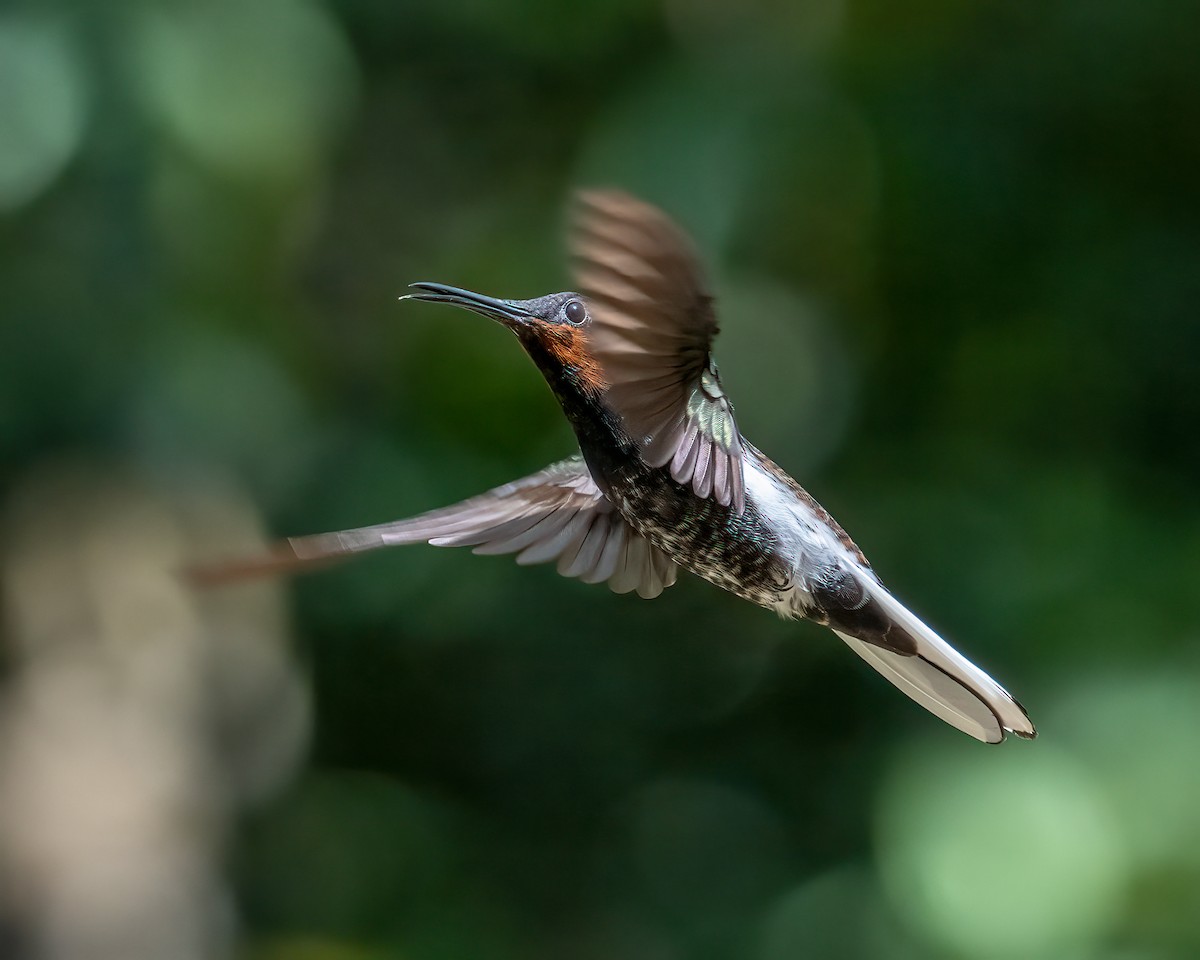 kolibřík černobílý - ML612491732