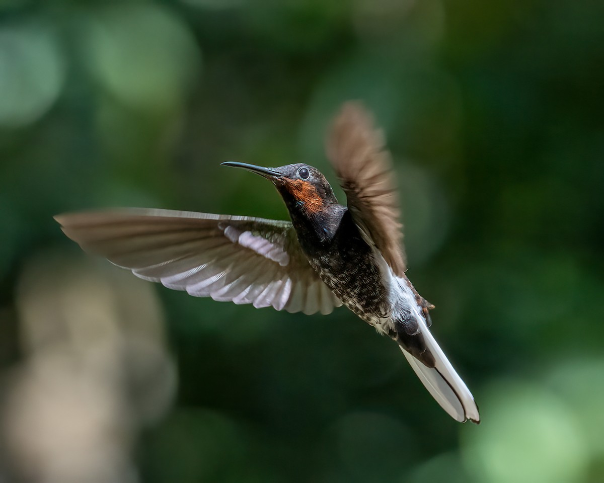 Colibrí Negro - ML612491733