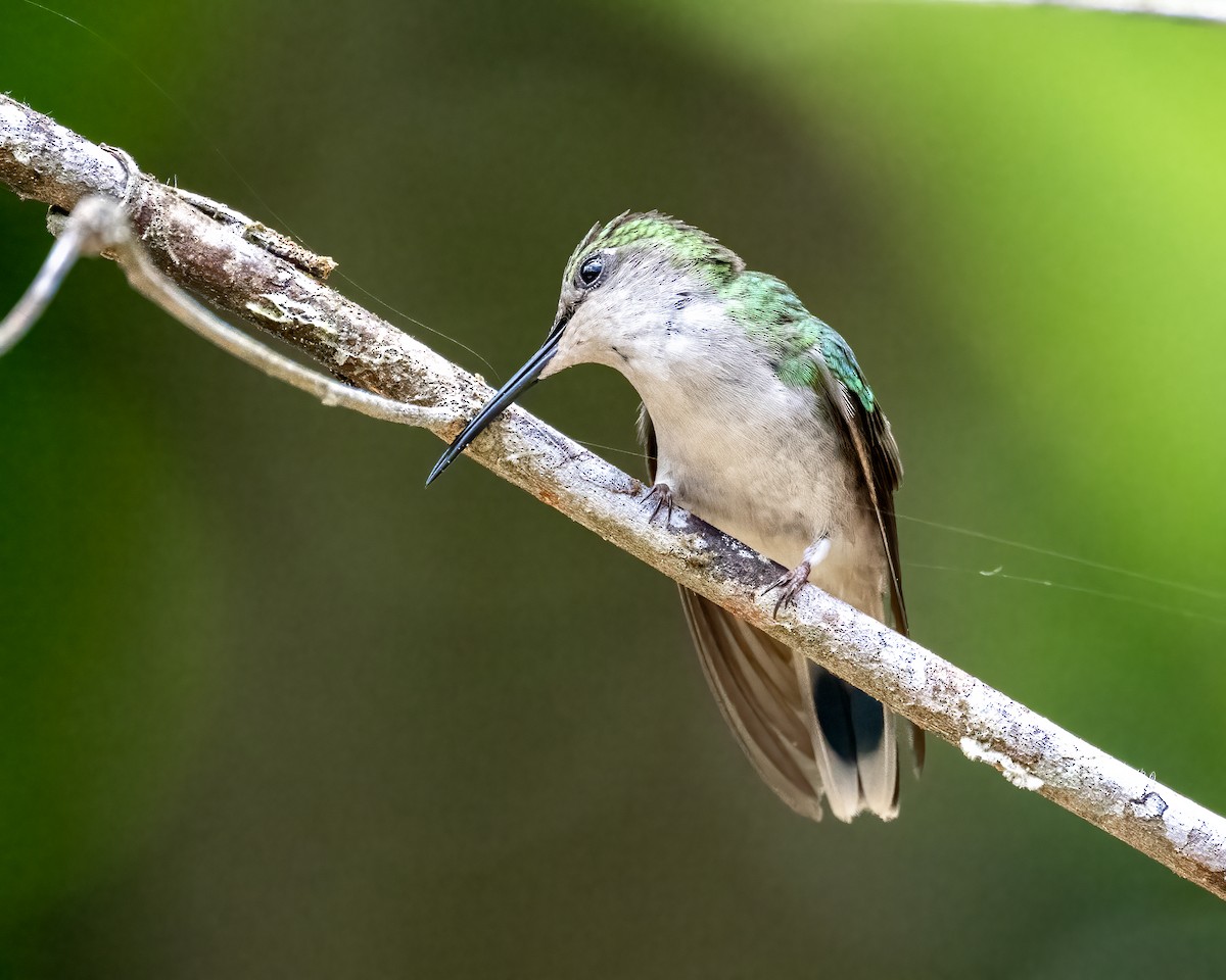 Long-tailed Woodnymph - Hank Davis