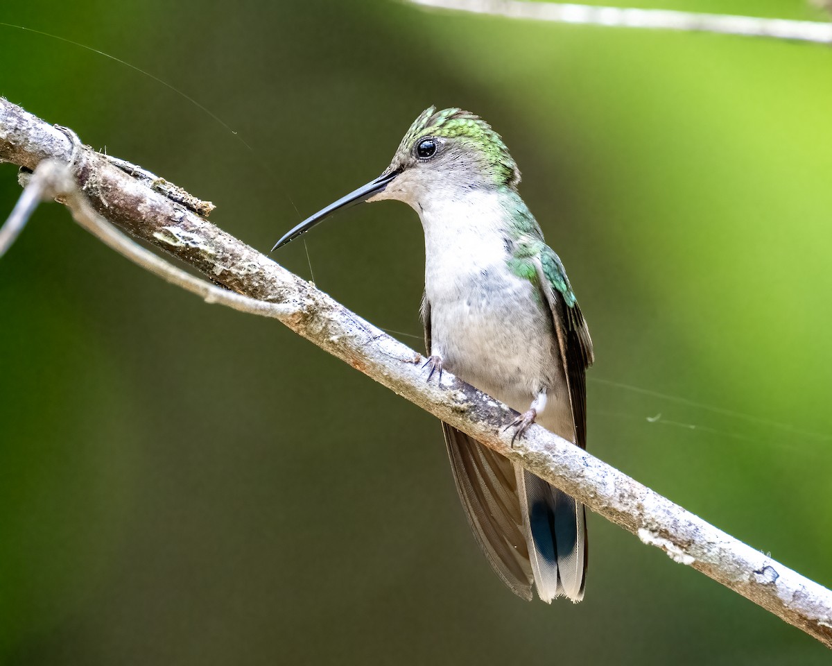 Long-tailed Woodnymph - ML612491779