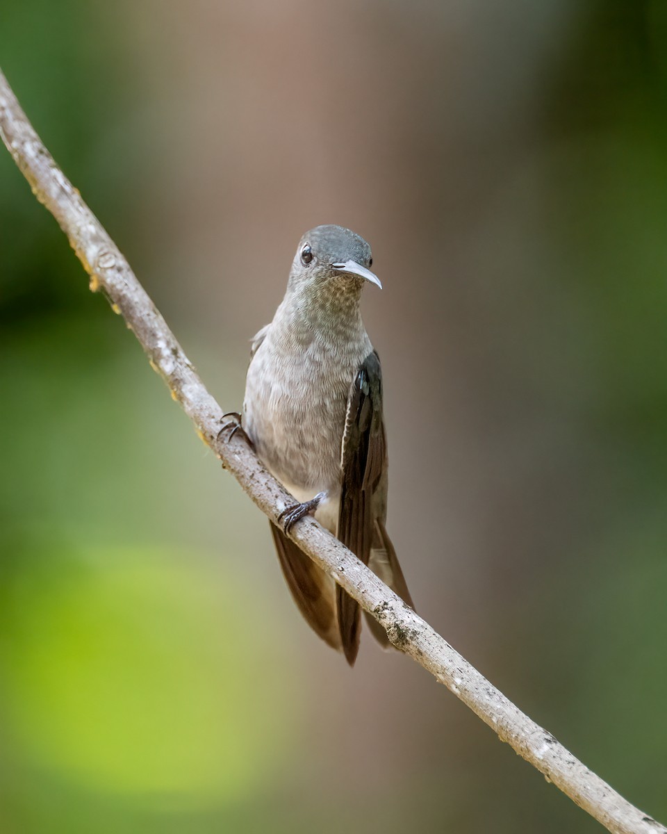Sombre Hummingbird - ML612491827