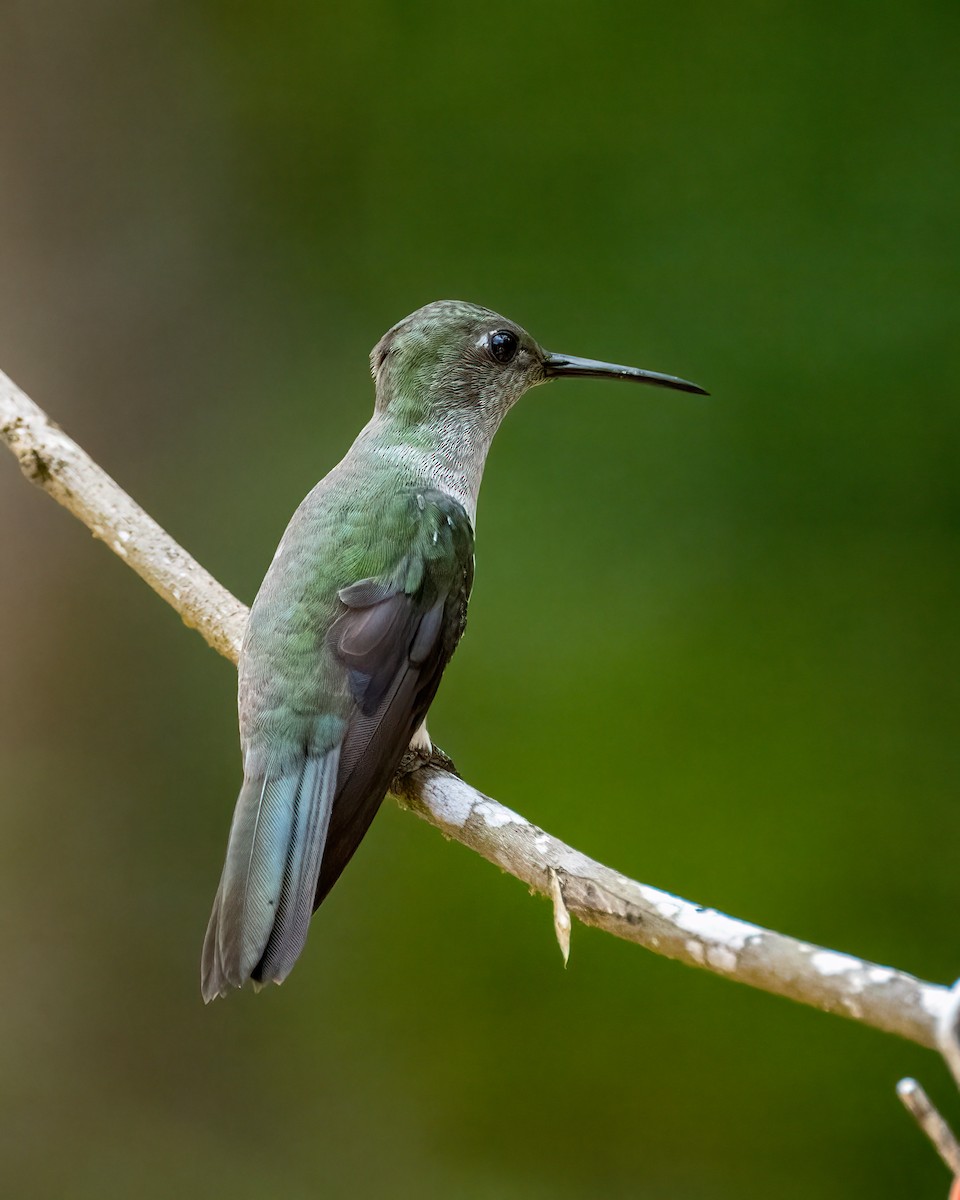 Sombre Hummingbird - ML612491828