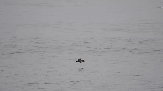 Great Skua - ML612491829