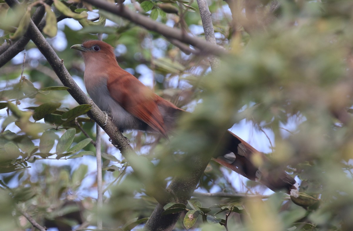 Squirrel Cuckoo (West Mexico) - James (Jim) Holmes