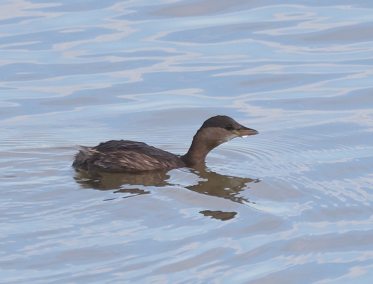 Little Grebe - ML612491971