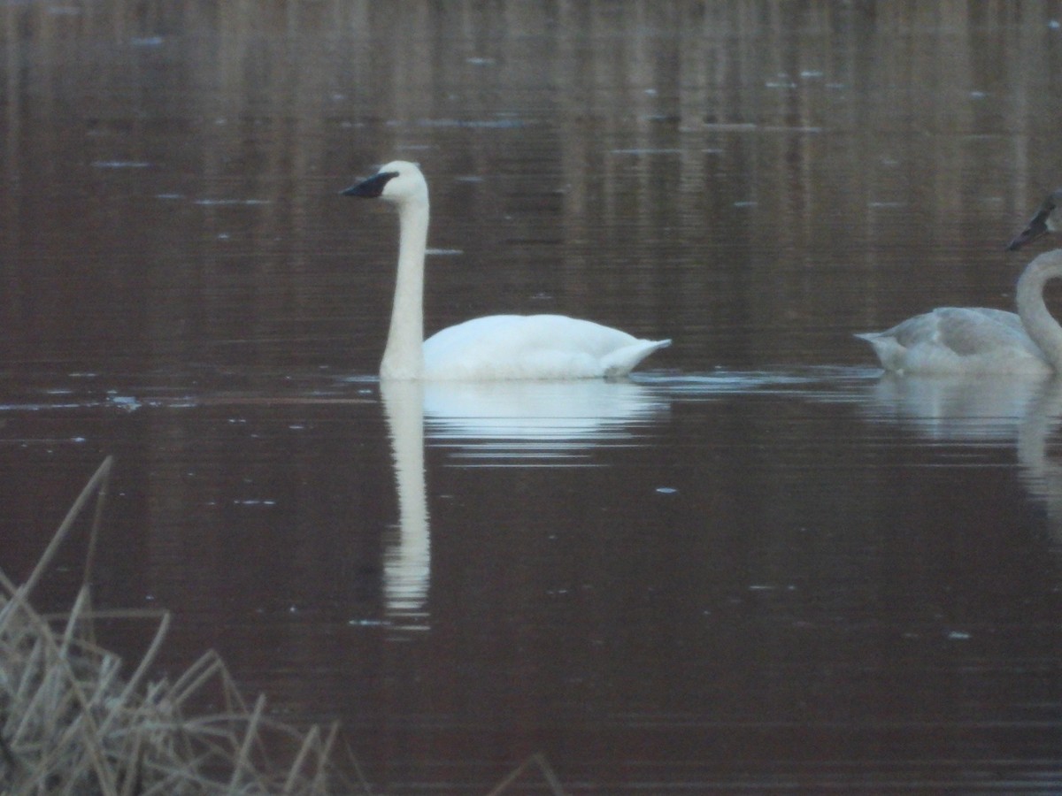 Trumpeter Swan - ML612491972