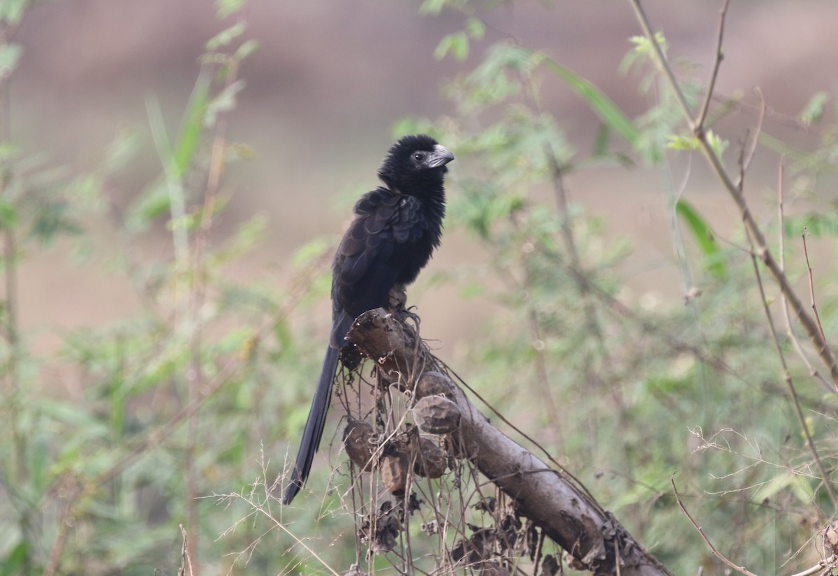 Groove-billed Ani - James (Jim) Holmes