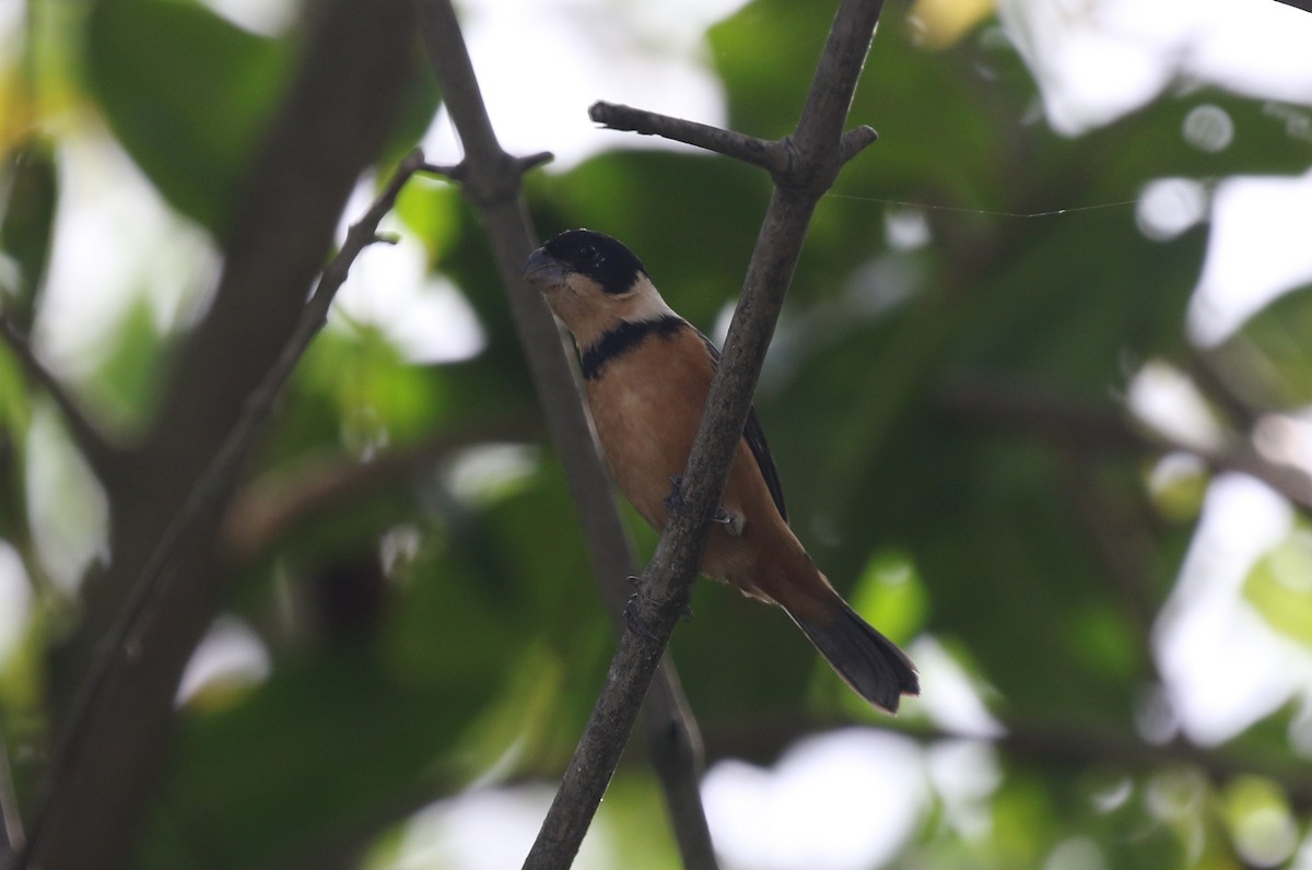 Cinnamon-rumped Seedeater - James (Jim) Holmes