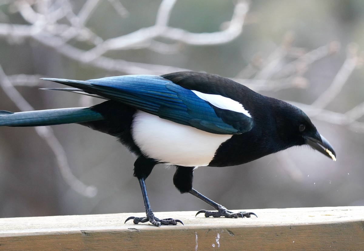 Black-billed Magpie - Sibylle Hechtel